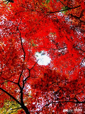 九水紅葉正當時,&ldquo;山東老鄉&rdquo;50元可暢游