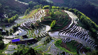 紫鵲界盛裝啟航，9月8日正式向游客開放，園區管理服務全面升級